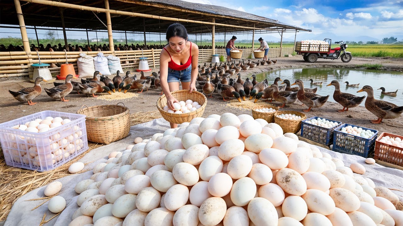 TIMELAPSE - 226 Days Harvesting Many Duck Eggs at The Duck Farm, Go to Market Sell
