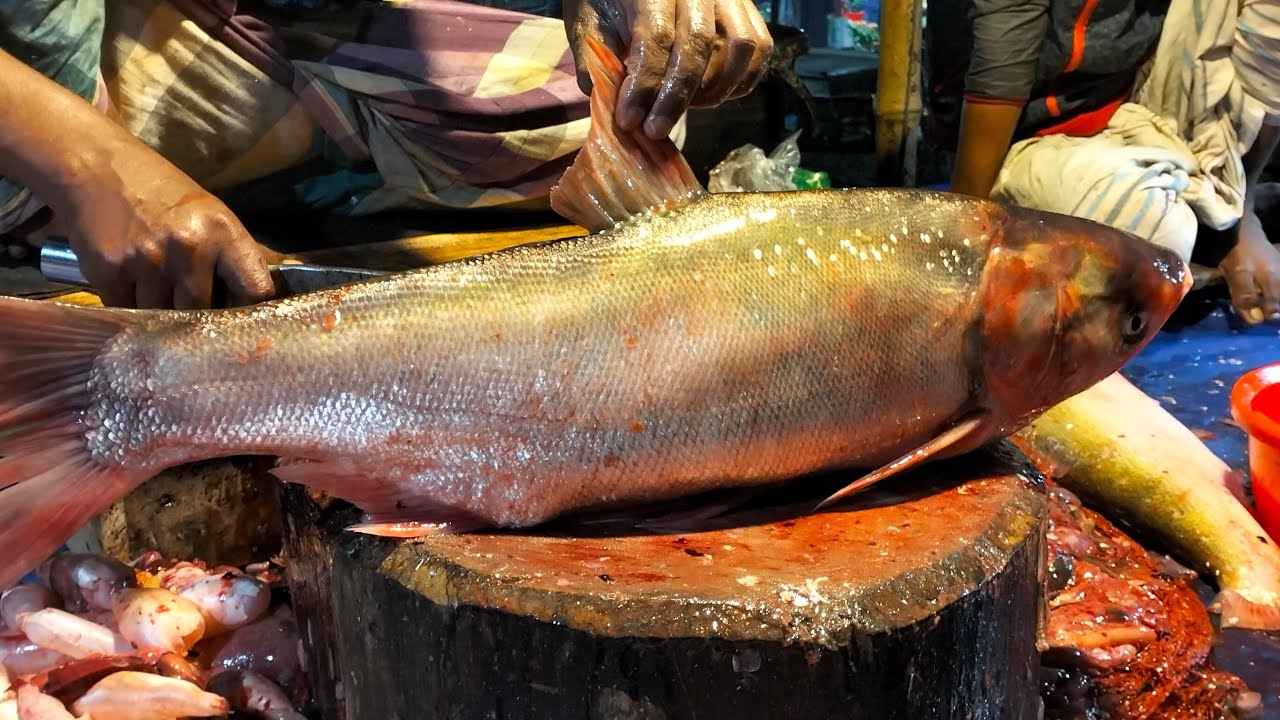🔴 Live Fish Cutting ASMR | Fresh Seafood Processing from Market | For USA & Europe Viewers