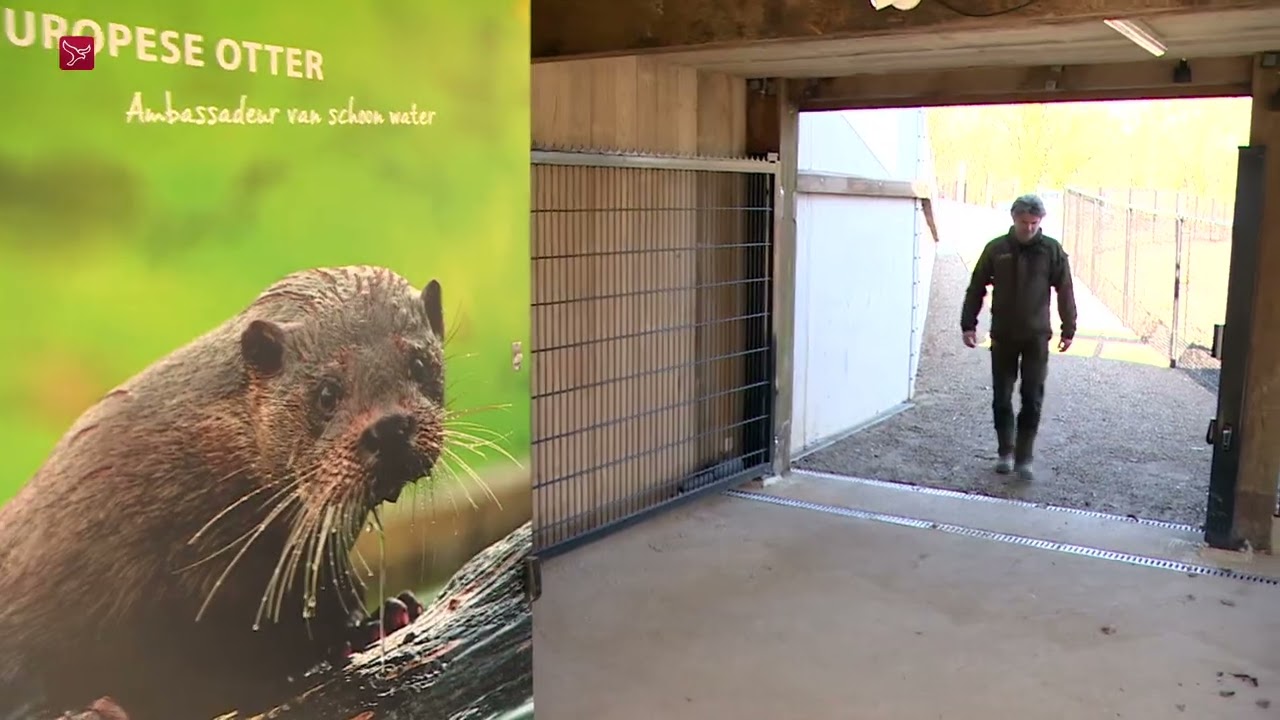 Bezoekers Natuurpark kunnen otters nu in de ogen kijken