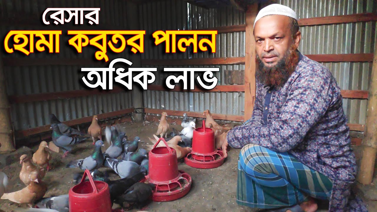 মালেশিয়া প্রবাসীর রেসার হোমা এবং দেশি কবুতর পালন।Deshe Pigeon Farming
