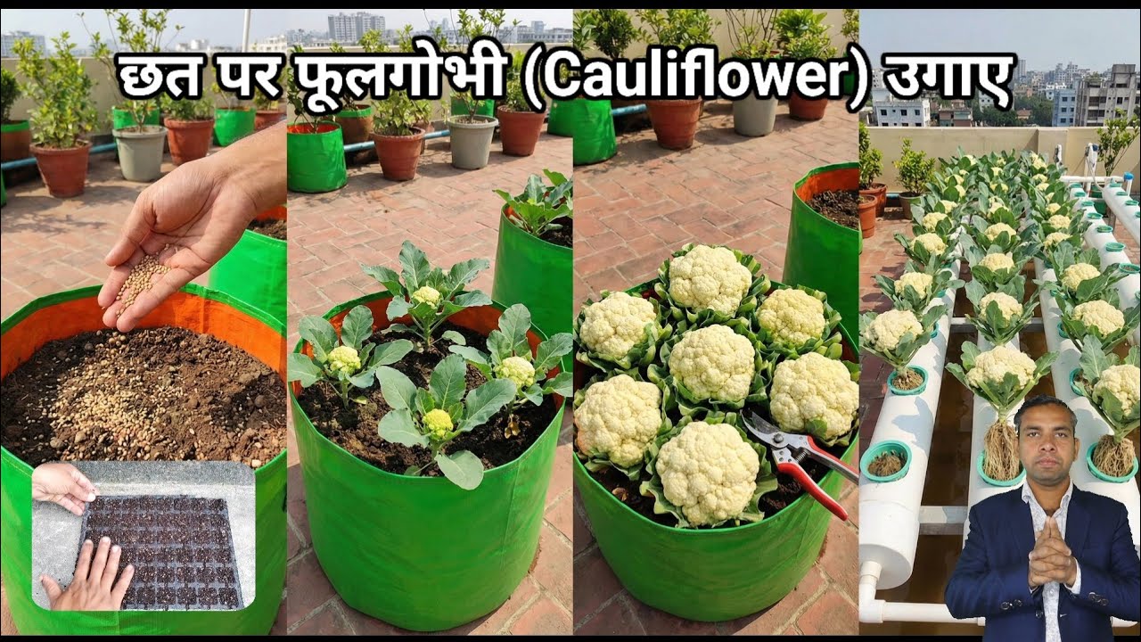 Phool Gobhi Kaise Ugaye: Beej Se Harvest Tak | Organic Cauliflower Farming at Home (A to Z Guide)