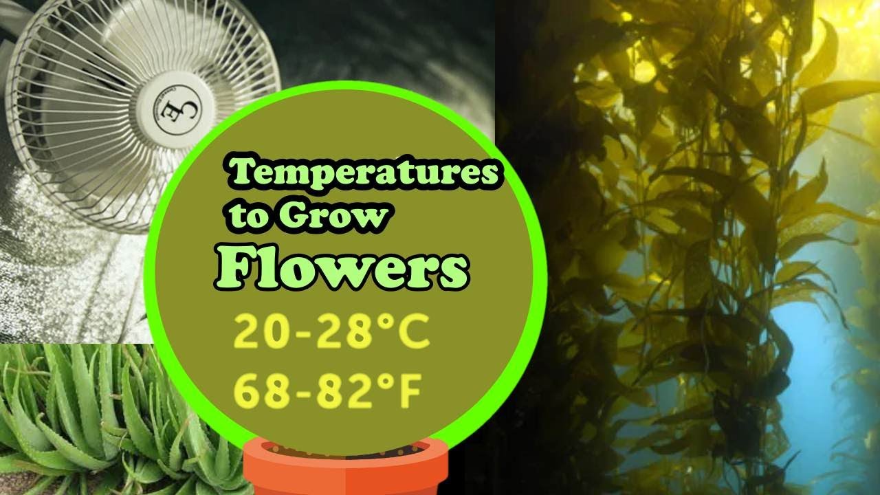 How to recover your garden from heat stress