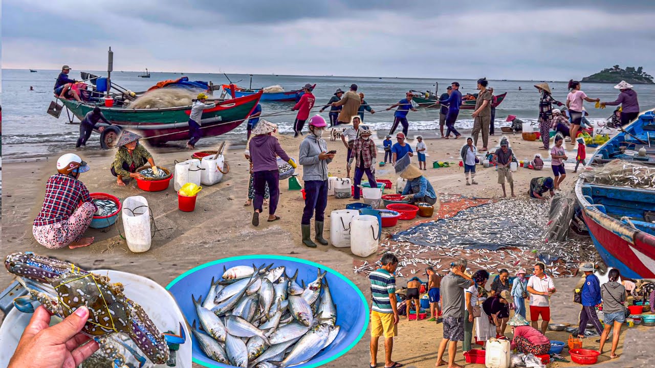 Bãi Sau Vũng Tàu Bà Con Trúng Cá Trích | Biển Du Lịch Đẹp Nhất Sơn Từng Đến