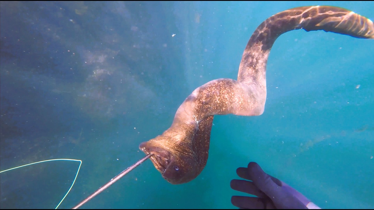 Hunting For Huge Moray Eel - Spearfishing Southern California