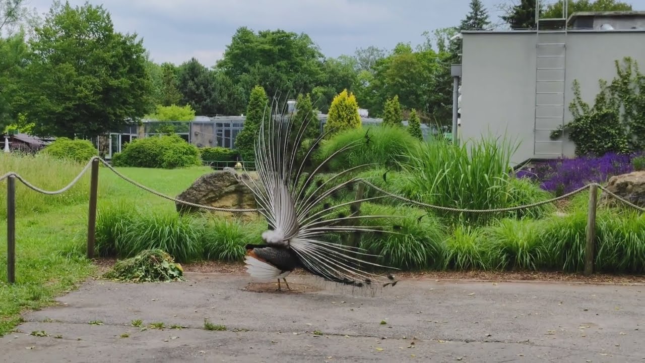 Paw tańczy #peacock #4k