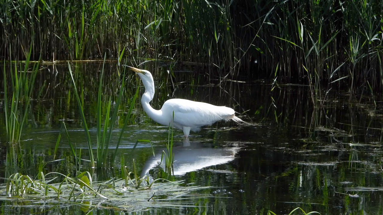 The Avalon Marshes - Ham Wall - June '22
