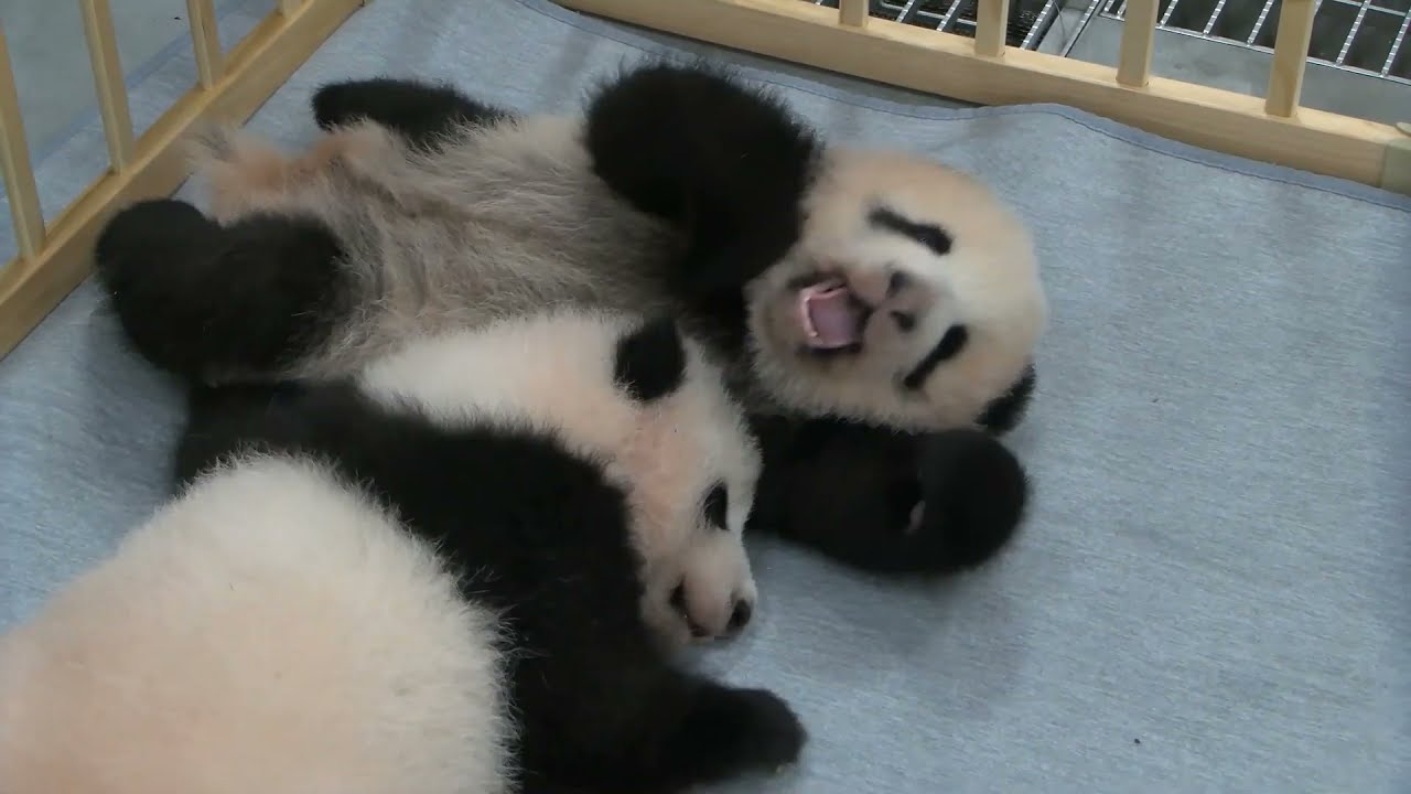 2頭仲良くゴ～ロゴロ 　シャンシャンはおやつゲット　上野の双子ジャイアントパンダ生後103日齢