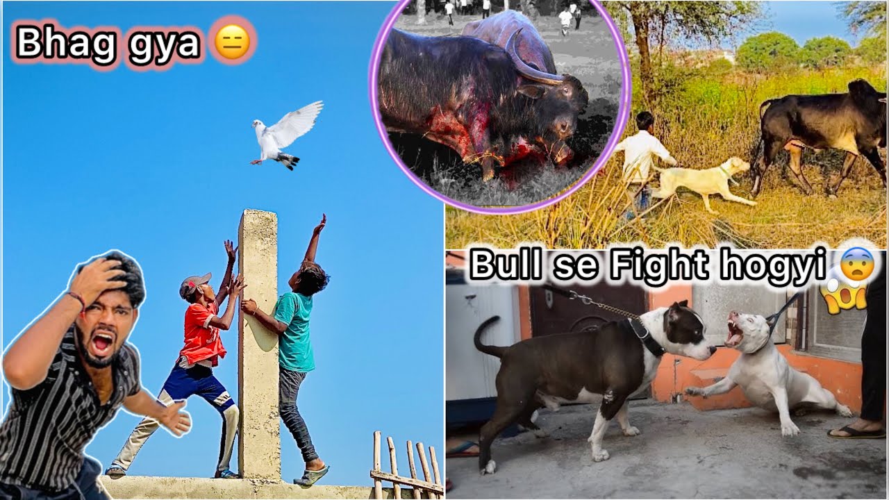 Kayi Din baad kabutar pakdne lge 😮 || Jimmy ka Bull 🐂 se Phadda hogya 😳