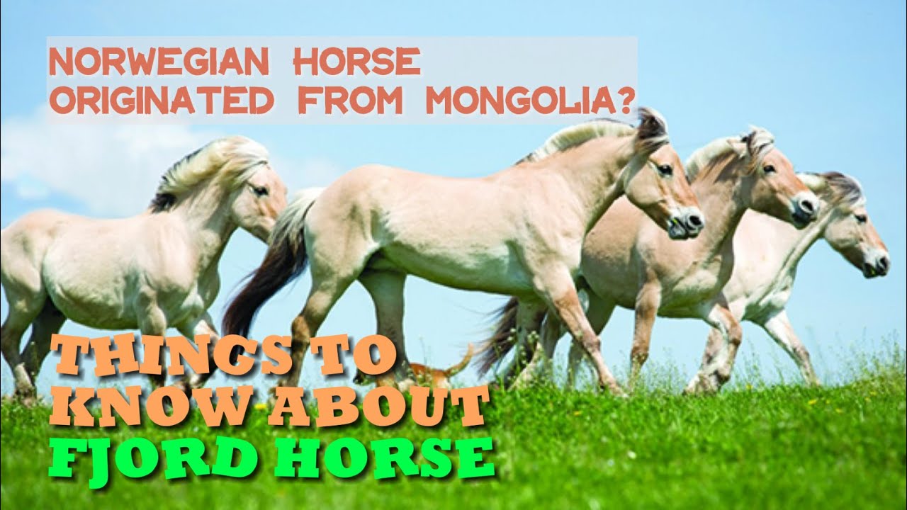 Vikings War Mount, Useful in War and Farming for Thousands of Years| The Fjord Horse #horse #history