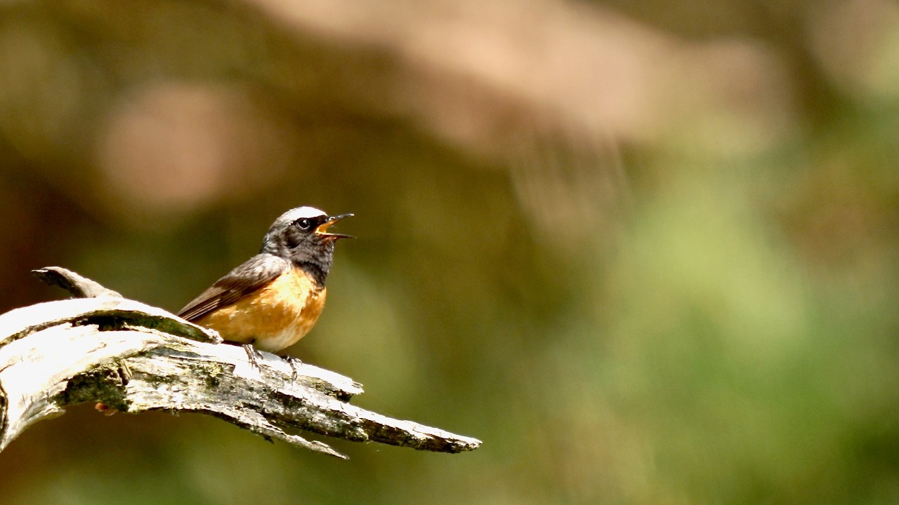 A beautiful singing European redstart! (Phoenicurus phoenicurus) june 6 2025