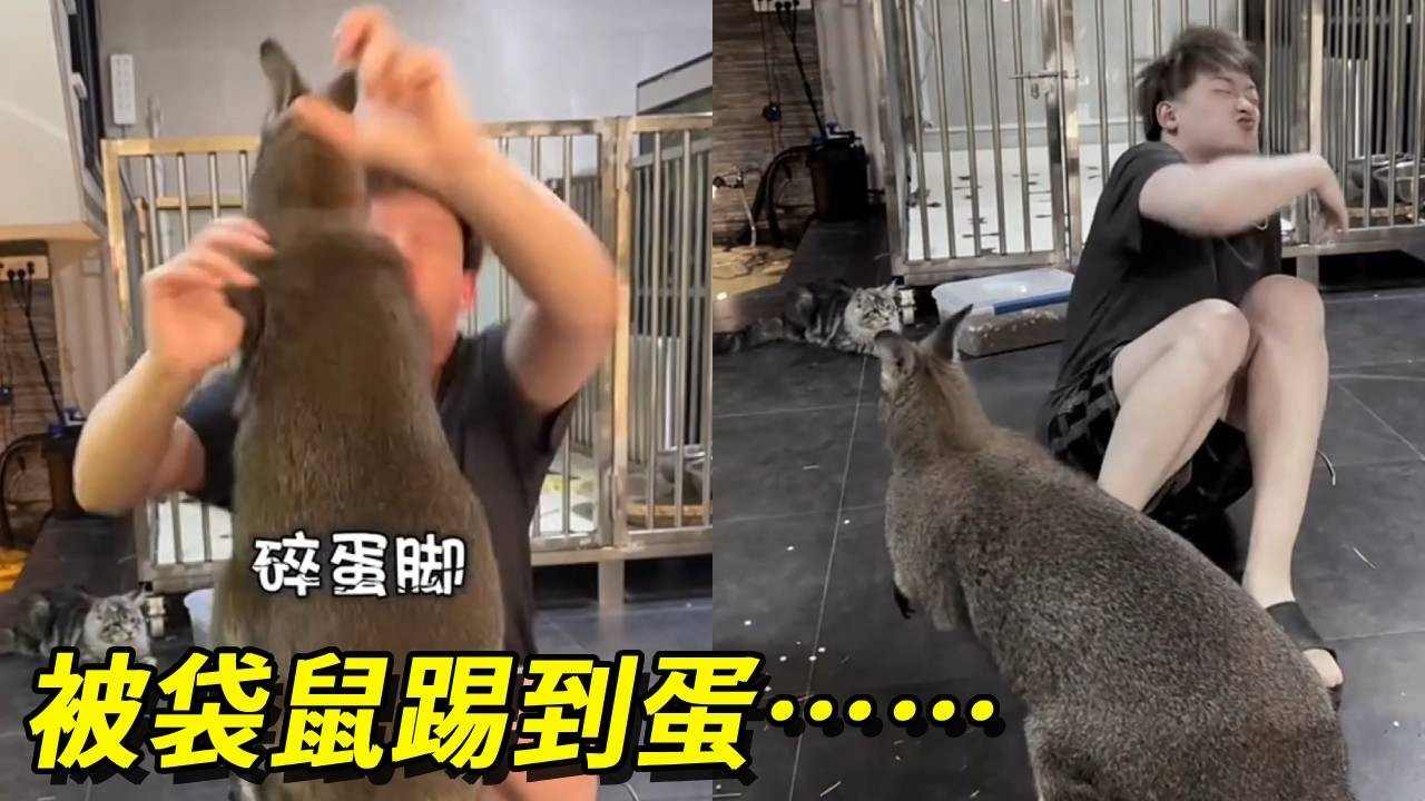 養最野的袋鼠，埃最疼的碎蛋踢……從小養到大就這麼對我【王小怪】