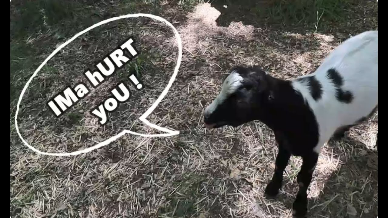❎ LaMancha Goat Is NOT Happy | Could Be The End
