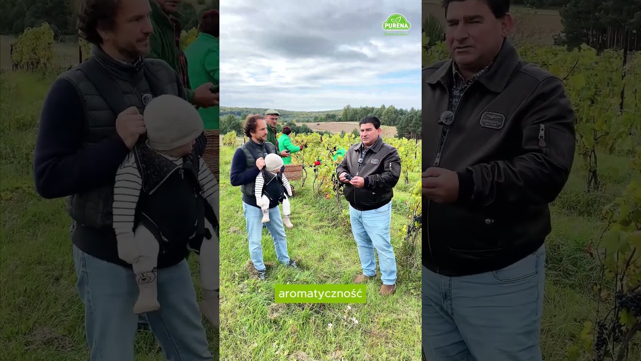 🍇Sok z winogron odmiany Regent 100 % NFC już jest dostępny!