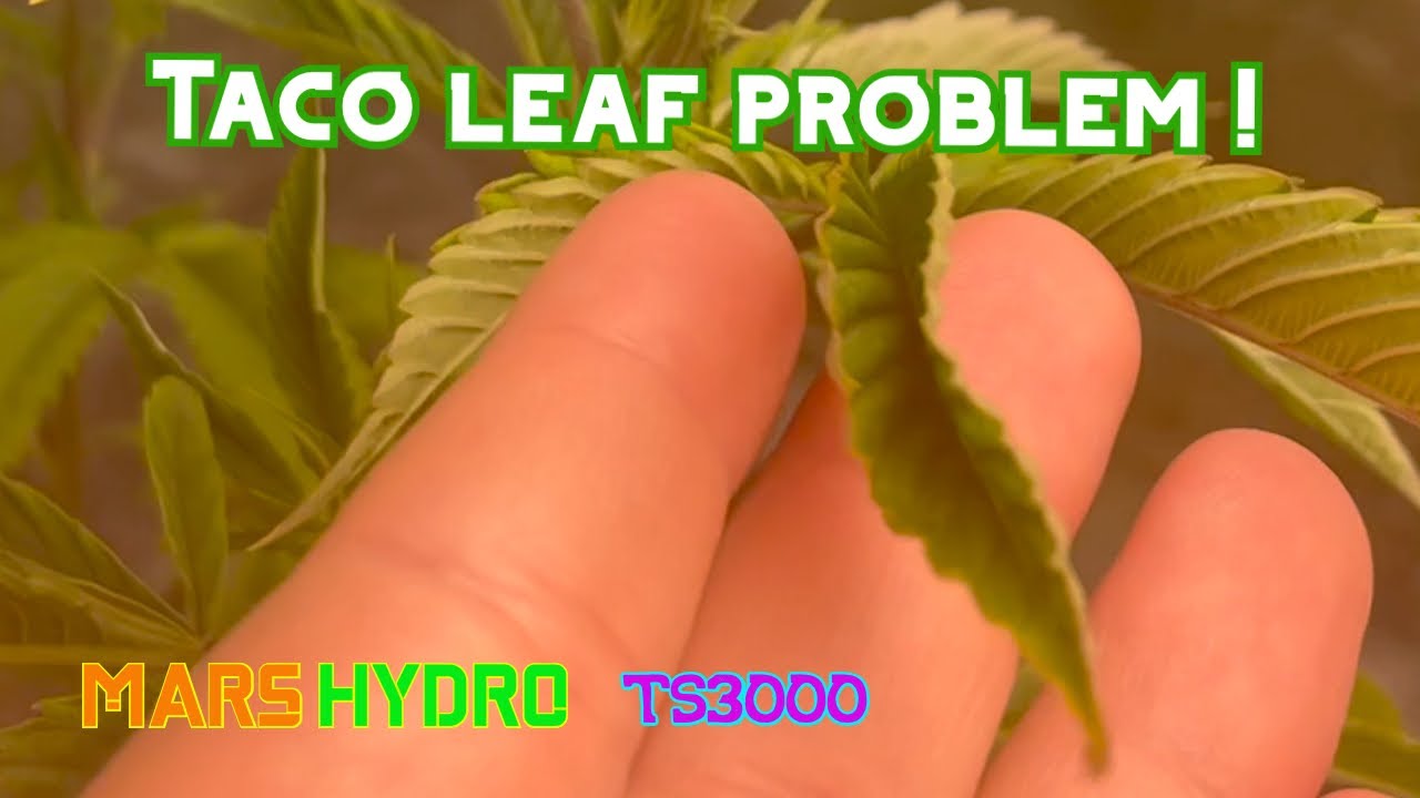 Why fan leaves are curling / Taco leaf