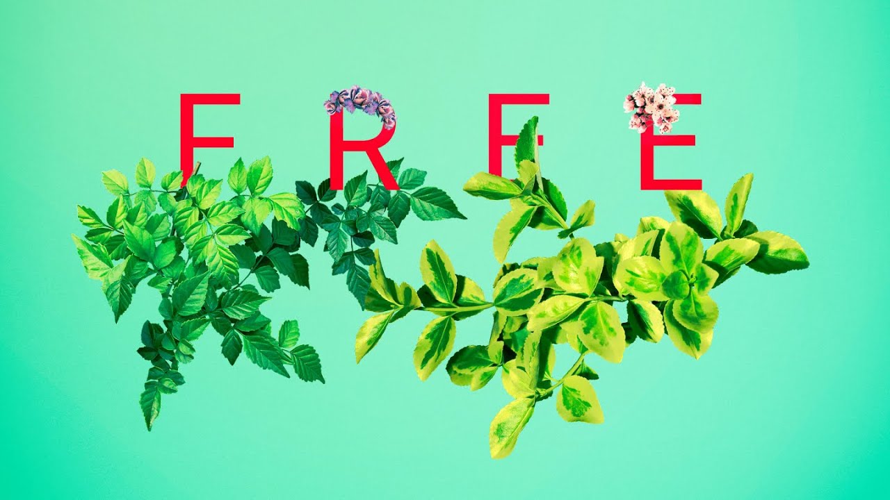 Free // Richard Turcotte