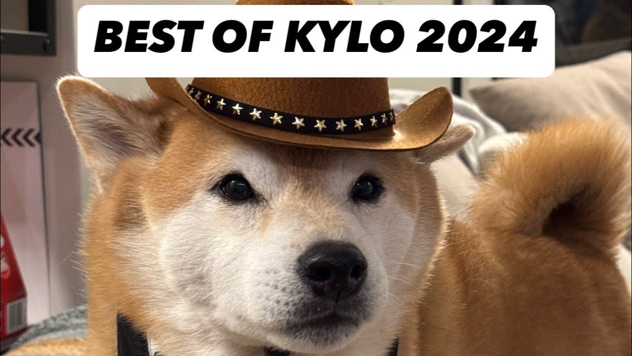 Best of KyloTheDoge 2024 - SHIBA SCREAMS Part 1