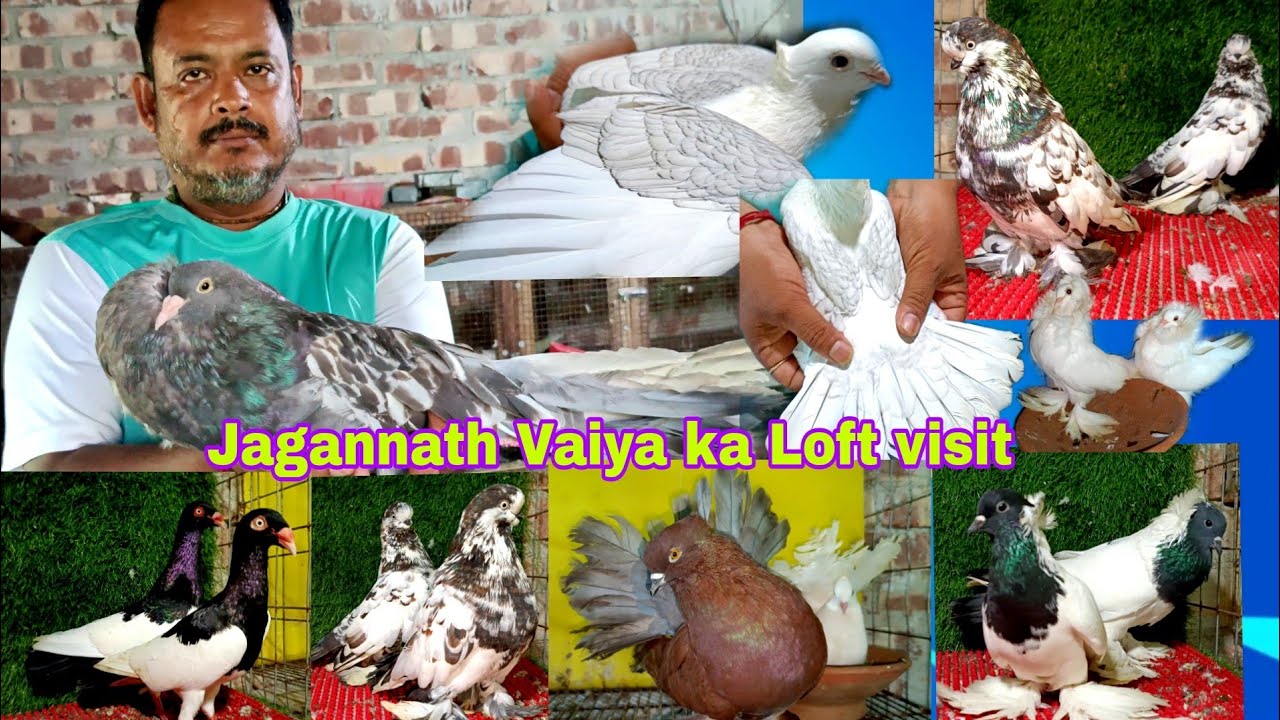 Jagannath Vaiya ka trading and breeding Loft Update