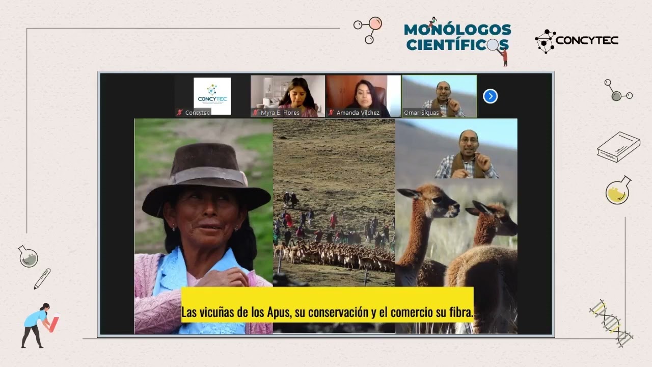 9. Las vicuñas: los rebaños de los Apus, su conservación y el comercio de su fibra.