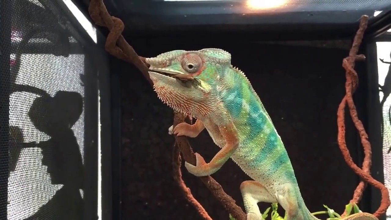 Nourrissage Furcifer pardalis