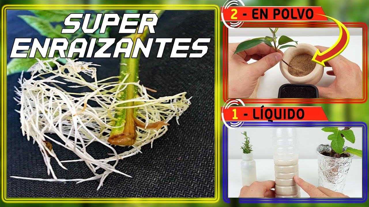 ⚠️⚠️ SuPeR EnRaIZaNTe NaTuRaL l 2 FoRMaS DE HaCeRLo: Sólido y Líquido  | Hormonas enraizantes
