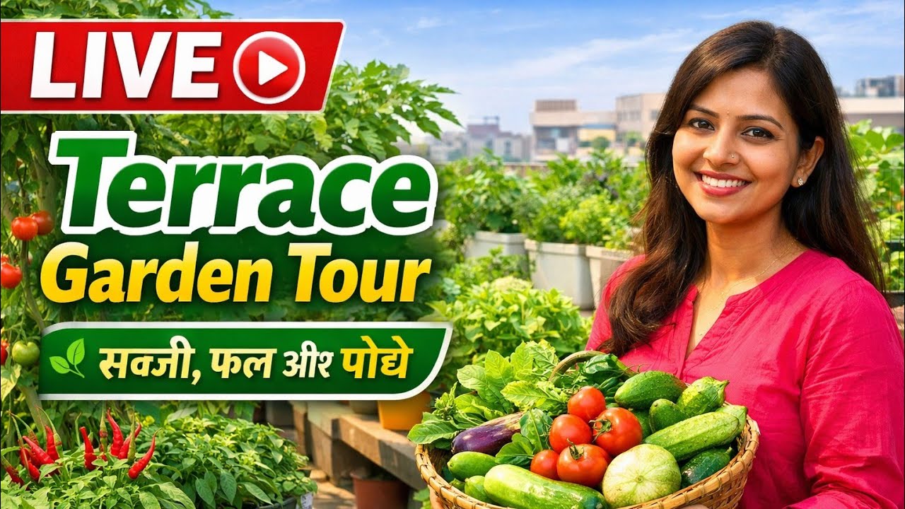 LIVE 🔴 Terrace Garden Tour 🌿 LIVE 🌱 Ghar Par Sabji Ugana