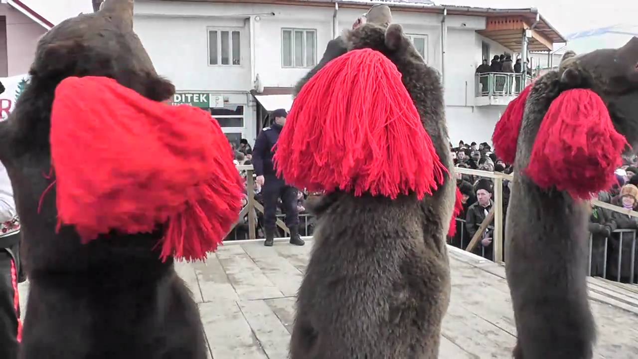 Ursul de la Darmanesti 2010-2011 - Ceata Pagubenarilor