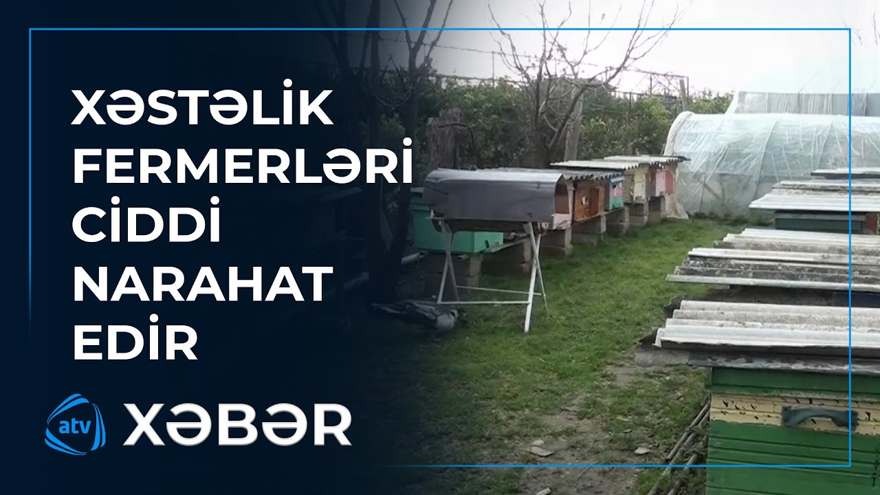 Ən dadlı şəfa mənbəyi hansı təhlükə ilə üz-üzədir?