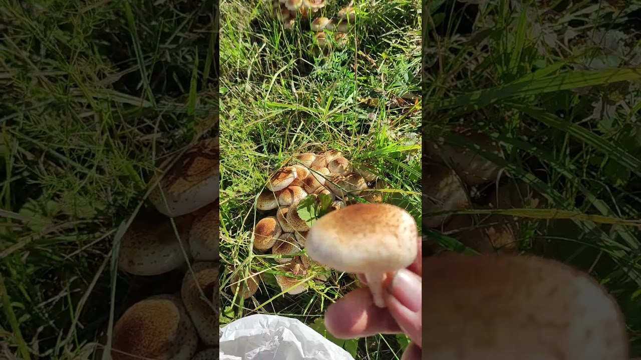 Сезон опят #опята #грибы #осень #балыкча