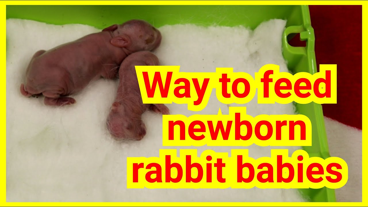 Ep26. Way to feed newborn rabbit baby or any newborn in emergency - Treatment DAY 1
