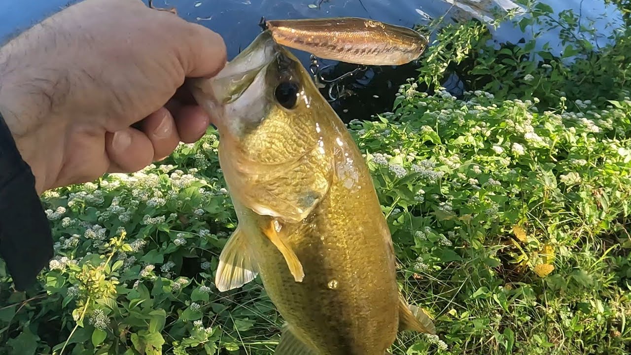 BASSTIME Imakatsu slam dog rips lip