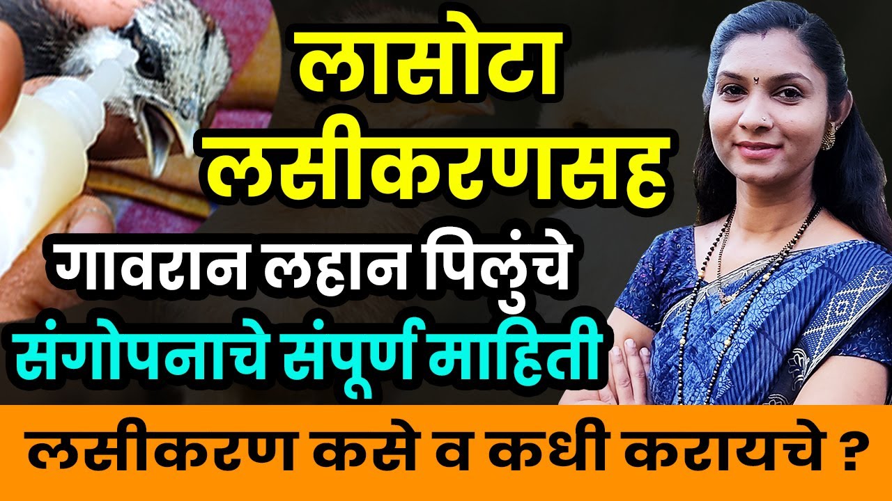 गावरान कुक्कुटपालनात 7 दिवसाचे लासोटा लसीकरण कसे करावे ! lasota vaccine how to use संपूर्ण माहिती ✅💯