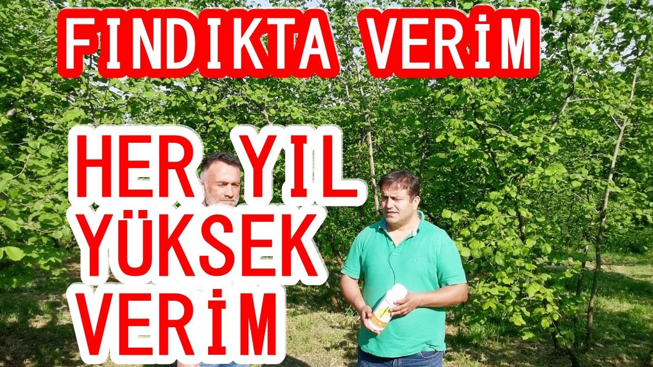 Fındık Verimi - Her Yıl Yüksek Verim Alabilmek için Fındıkta Gübreleme Proğramı