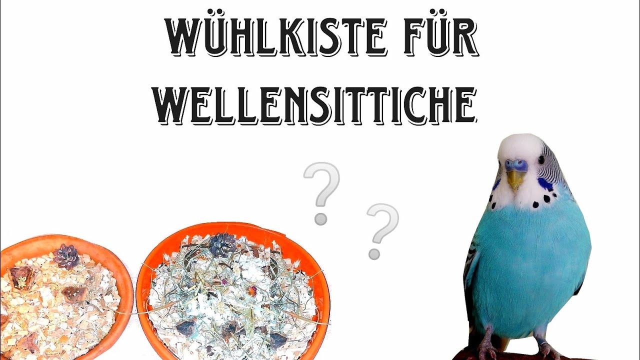 Wühlkiste für Wellensittiche