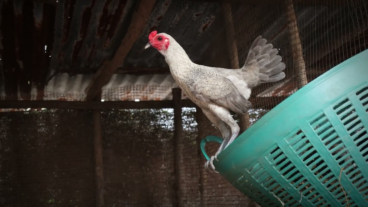 ชมไก่จิ๋วของเมืองไทยดูครับ   ไก่ชนแคระ