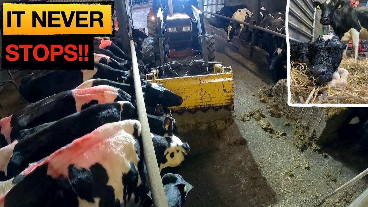 BUSY CHRISTMAS ON A DAIRY FARM -- THE RUSH -- THE SURPRISE -- THE DELIVERY !!!!