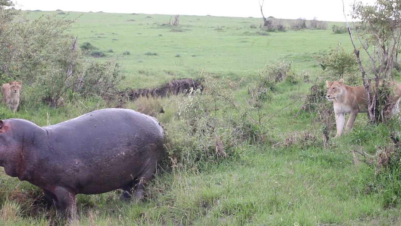 Grumpy hippo sprays poop at lion pride