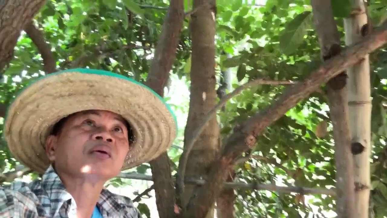 คิดผิดไหม  ที่ปลูกยางนา  #ปลูกป่า#ยางนา #ต้นไม้ #ป่าไม้ #ติดเทรนด์วันนี้  #ท่องเที่ยว  #คนรักป่า