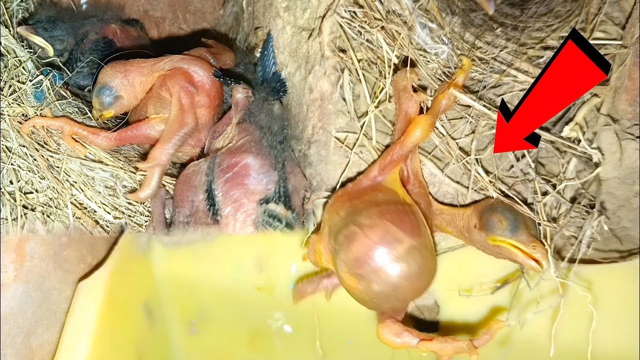 After throwing the baby down from nest  cuckoo baby themselves hang outside nest@beautyofnature4988