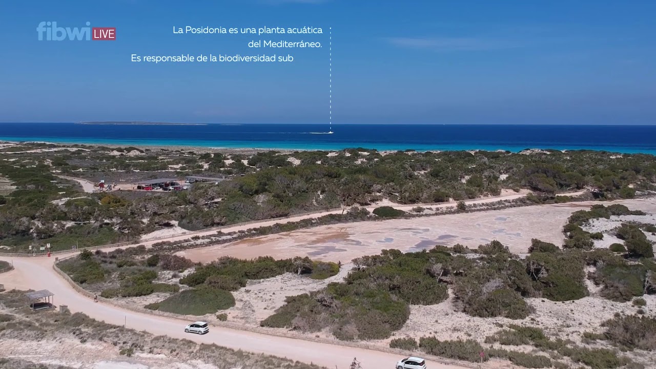 ISLAS PITIUSAS: IBIZA Y FORMENTERA CON FIBWI LIVE