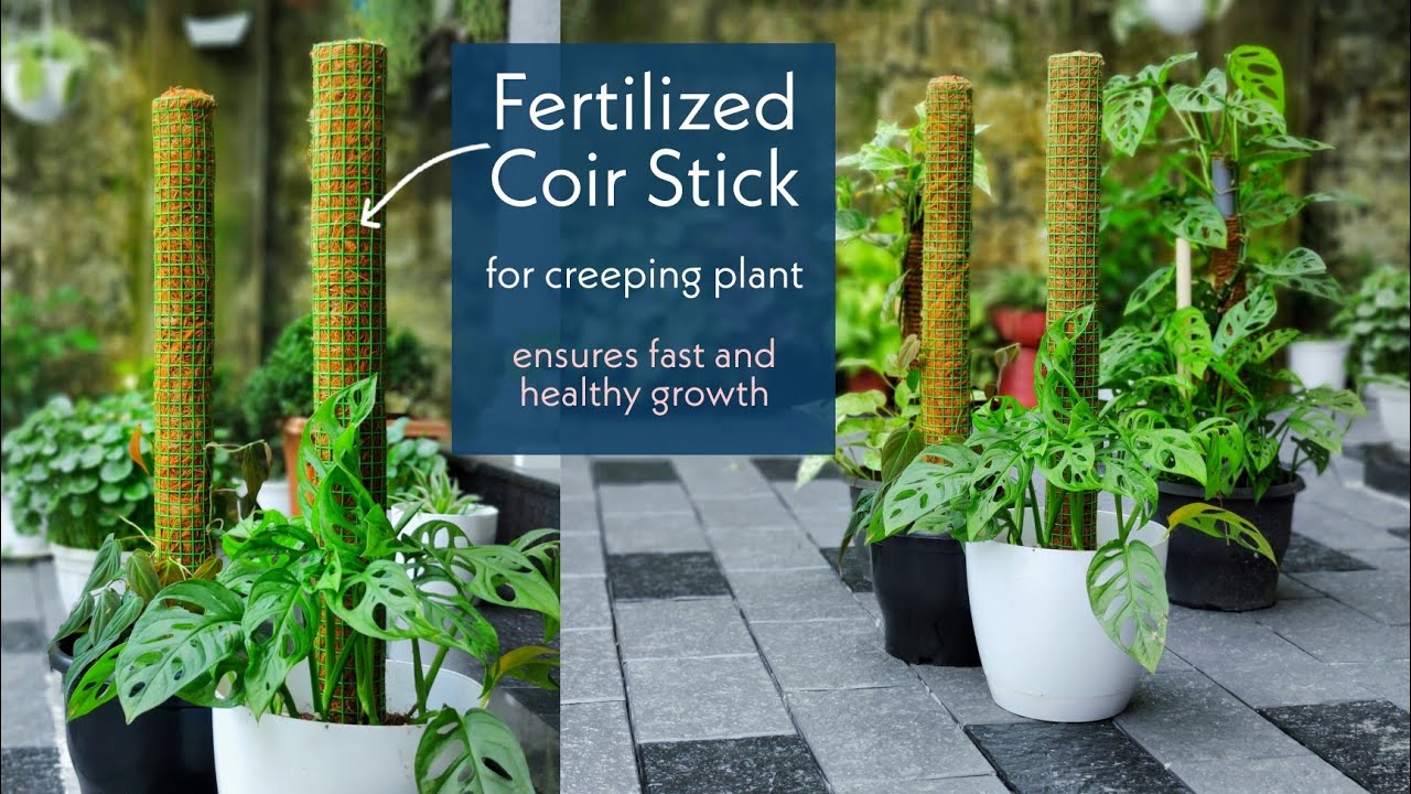 Fertilized Coir Stick... for creeping plant, ensures fast and thick growth