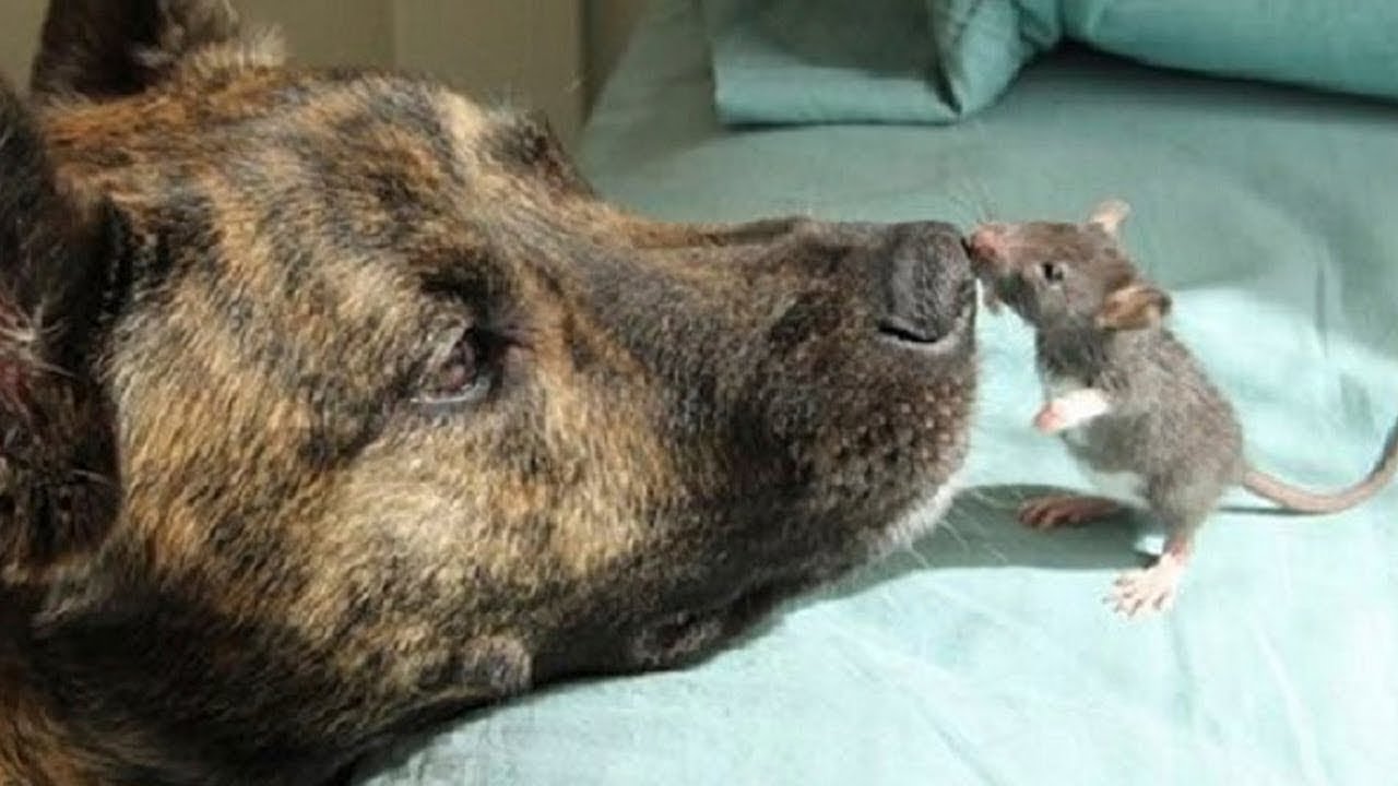 This dog was depressed until he met an unusual friend