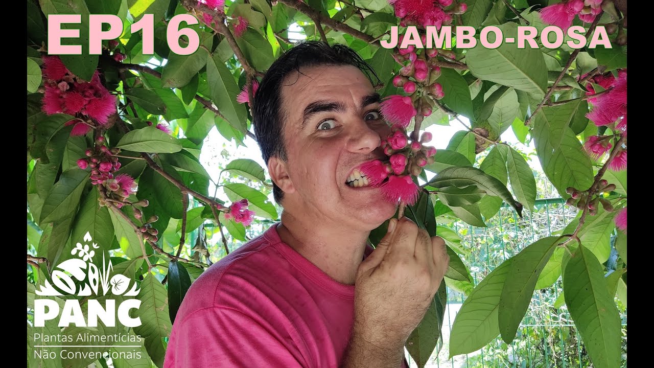 EPISÓDIO 16 - JAMBO-ROSA | #pancnaveia #valdelykinupp