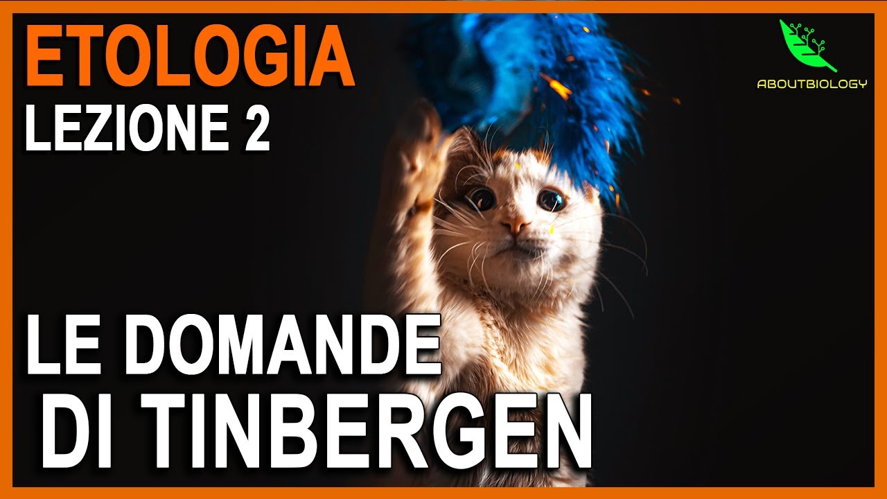 LE 4 DOMANDE DI TINBERGEN per lo STUDIO del COMPORTAMENTO -Etologia Lezione 2