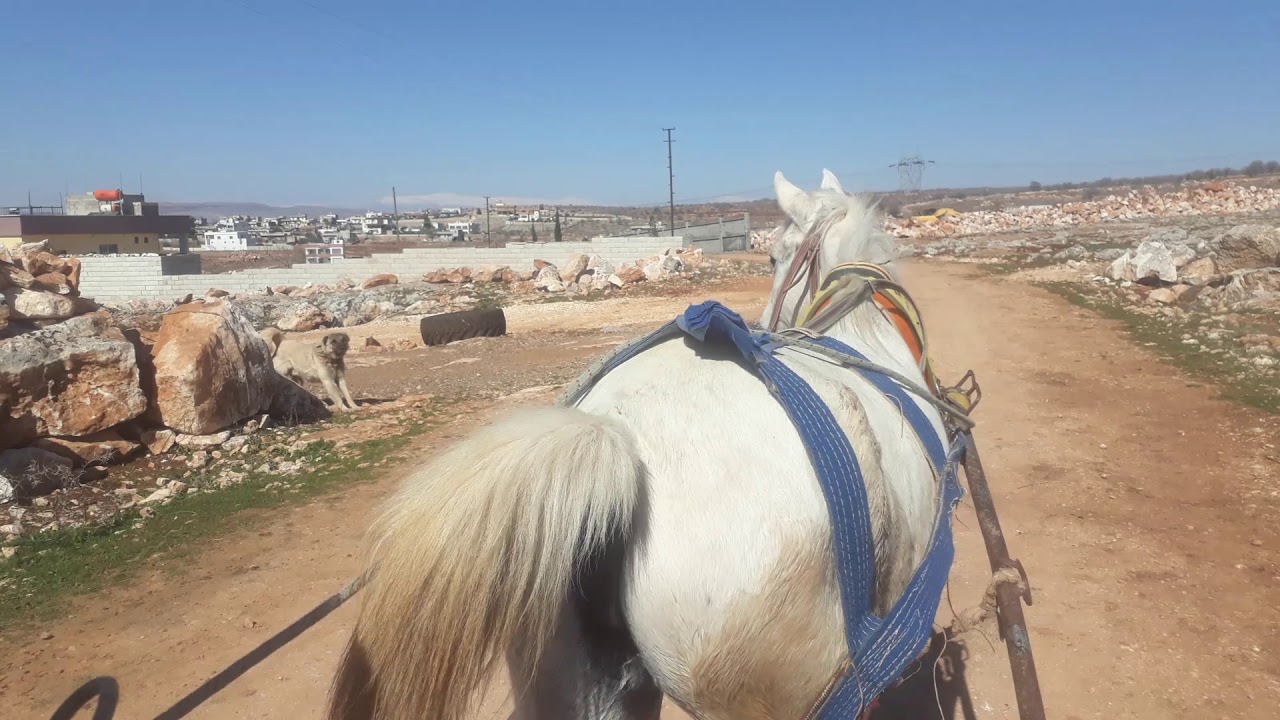 Bazur Köyü'ne at arabasıyla girerken..