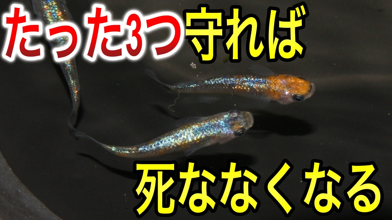 メダカを死なせないための重要ポイント3つ！