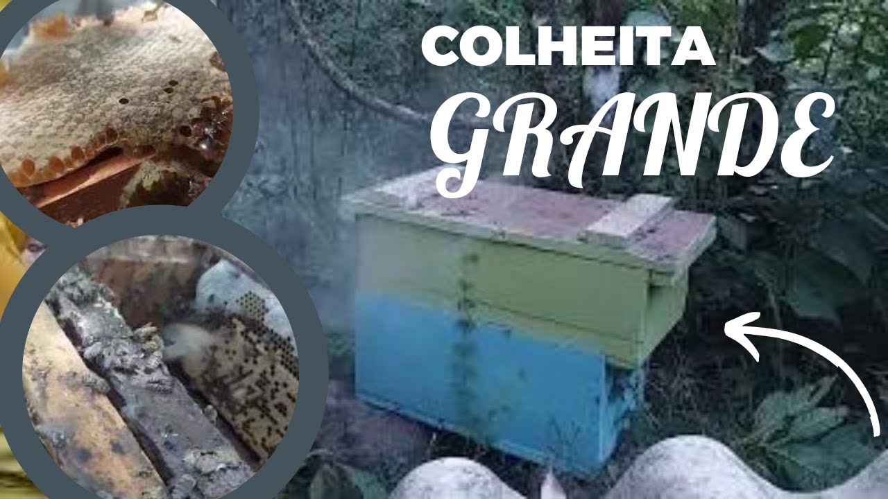 TIRANDO MEL DE CAIXAS SCHENK