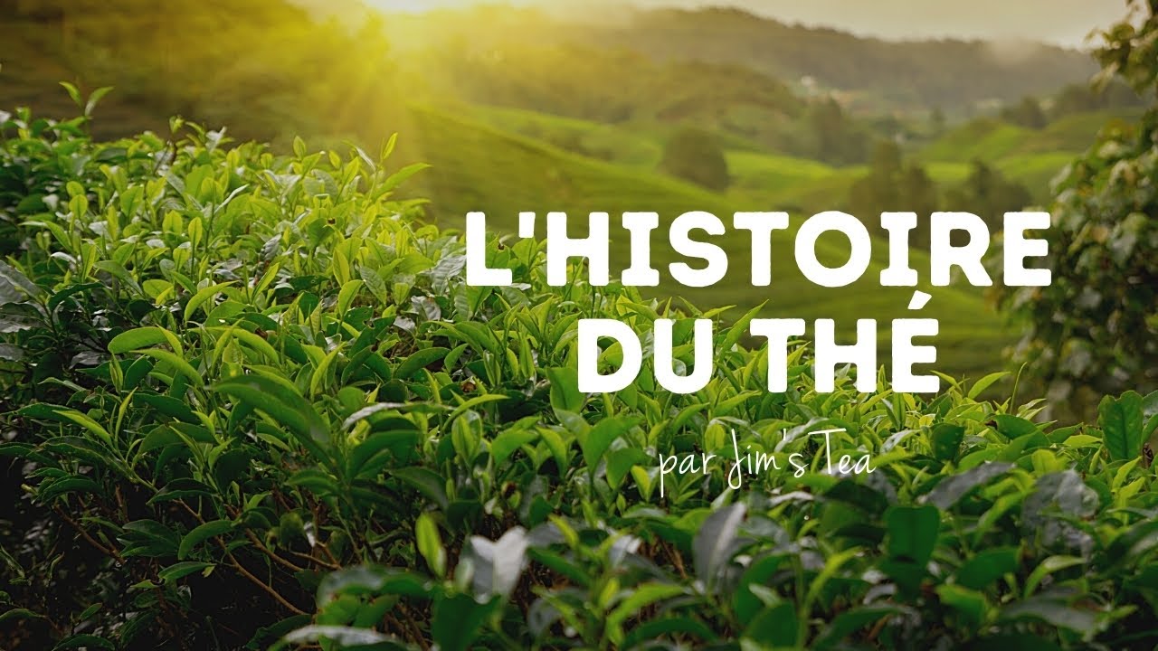 L' HISTOIRE DU THÉ