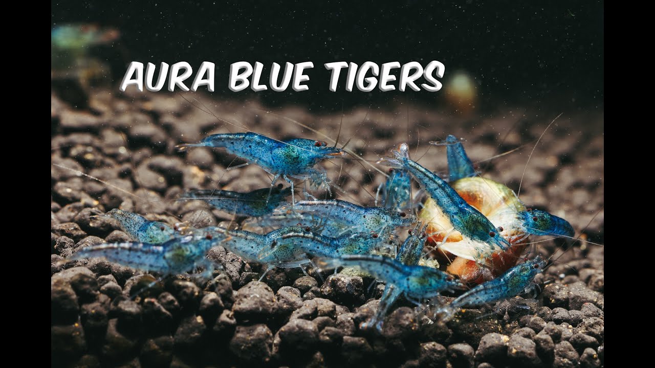 Aura Blue Tiger Shrimp