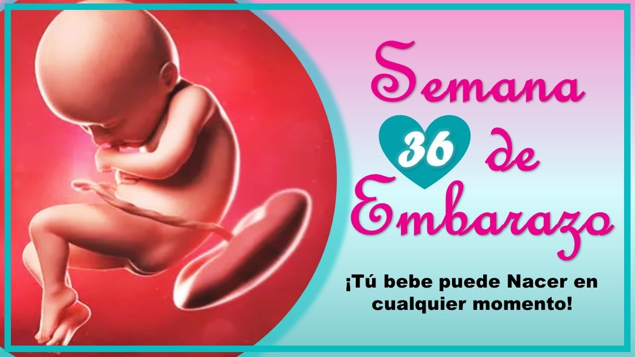 ❤️ SEMANA 36 DE EMBARAZO🤰 ❤️ ⏩ EMBARAZO SEMANA A SEMANA ⏩ Desarrollo y Evolución del Bebé 👶🏻