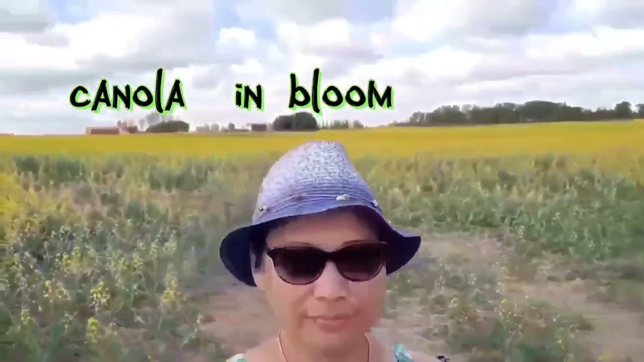 Crops of Saskatchewan🇨🇦The Bread Basket of Canada#farming in Sask#crops of the prairie🇨🇦